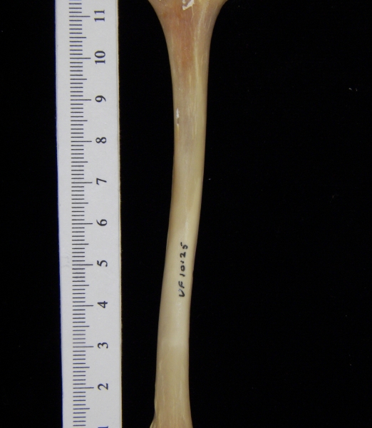 Raccoon (Procyon lotor) left tibia, posterior view