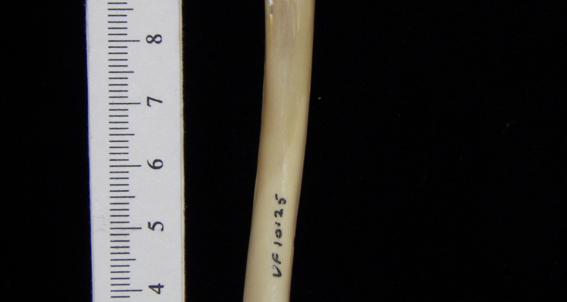 Raccoon (Procyon lotor) left tibia, posterior view