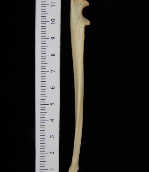 Raccoon (Procyon lotor) left ulna, medial view