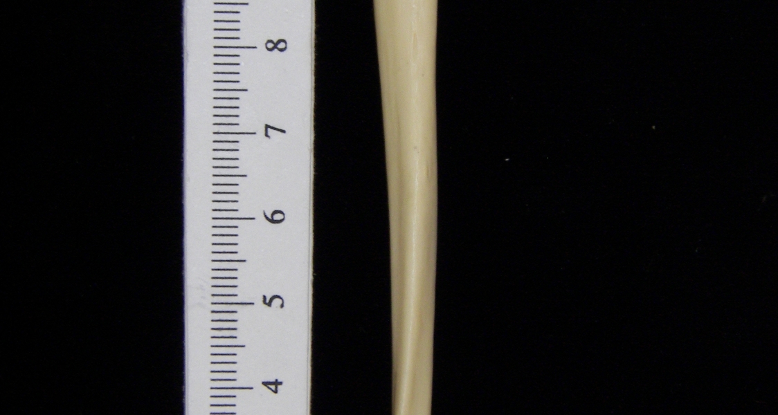 Raccoon (Procyon lotor) left ulna, medial view