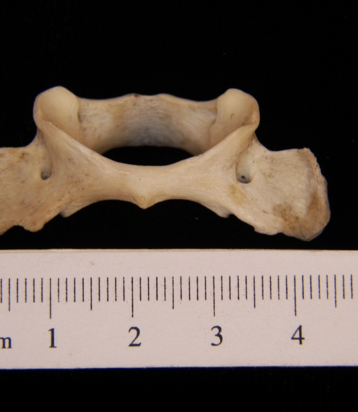 Raccoon (Procyon lotor) C2, inferior view