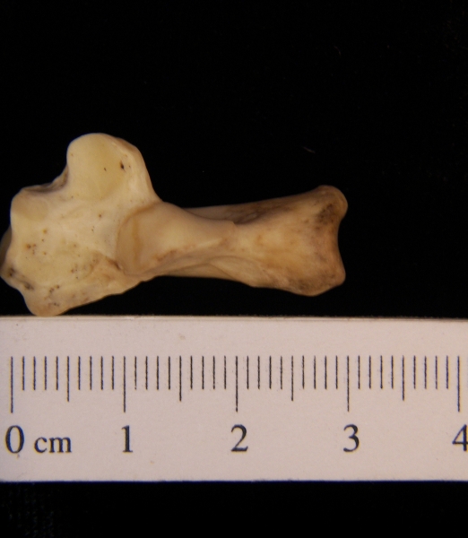 Raccoon (Procyon lotor) left calcaneus, superior view