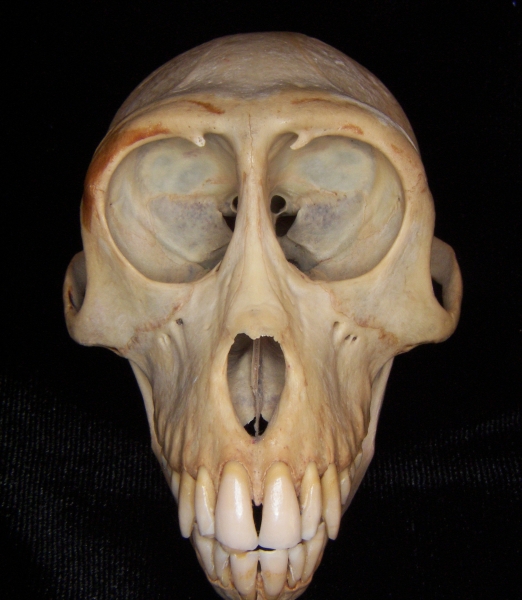 Rhesus macaque (Macaca mulatta) cranium, anterior view