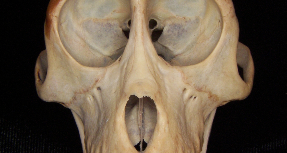 Rhesus macaque (Macaca mulatta) cranium, anterior view