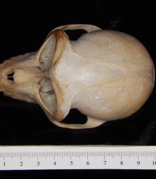 Rhesus macaque (Macaca mulatta) cranium, superior view