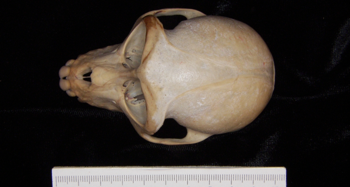 Rhesus macaque (Macaca mulatta) cranium, superior view