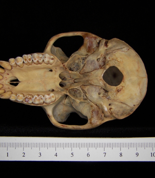 Rhesus macaque (Macaca mulatta) cranium, inferior view