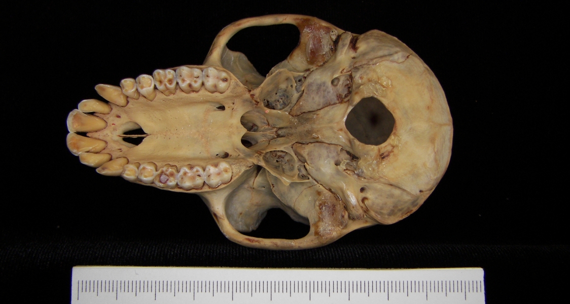 Rhesus macaque (Macaca mulatta) cranium, inferior view