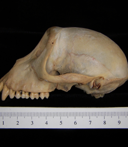 Rhesus macaque (Macaca mulatta) cranium, lateral view