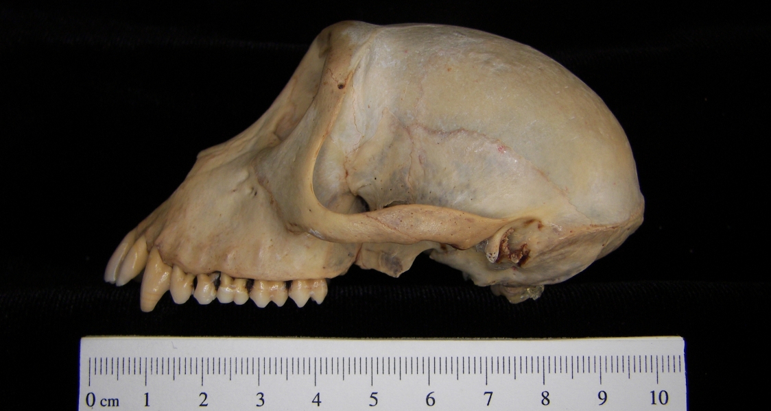 Rhesus macaque (Macaca mulatta) cranium, lateral view