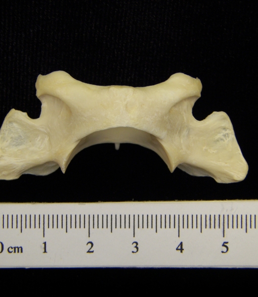 River otter (Lutra canadensis) C1 (first cervical vertebra), view 2