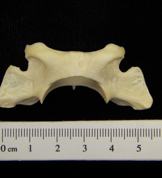 River otter (Lutra canadensis) C1 (first cervical vertebra), view 2