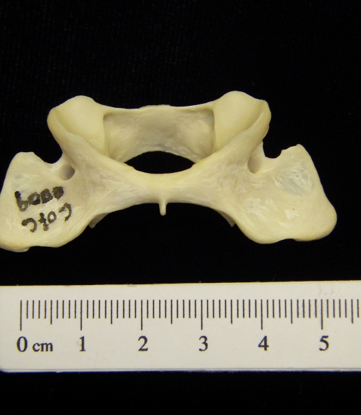 River otter (Lutra canadensis) C1 (first cervical vertebra)