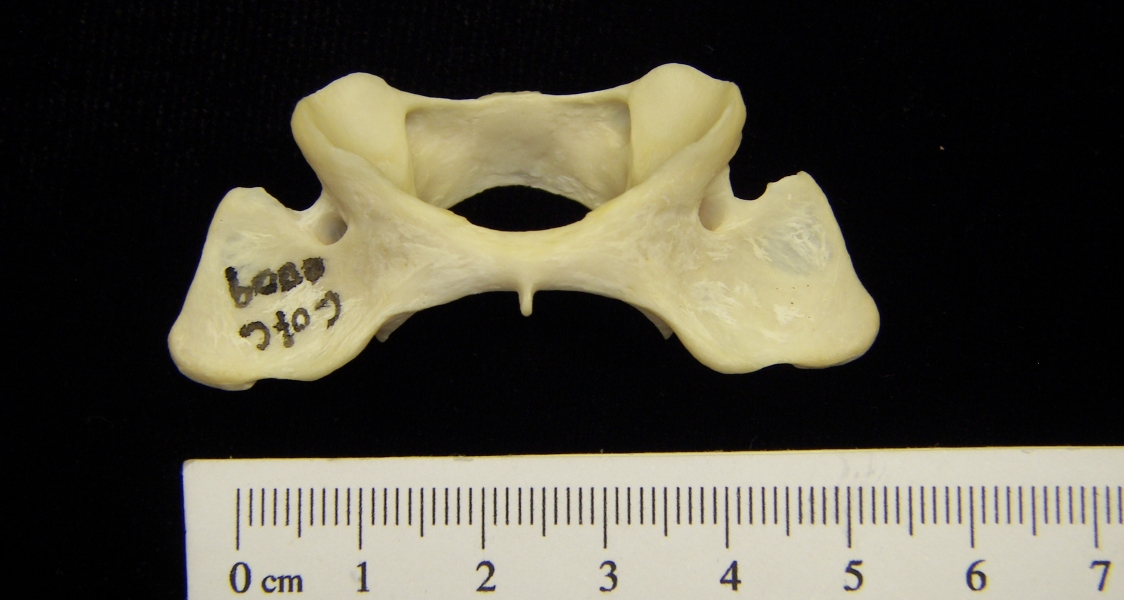 River otter (Lutra canadensis) C1 (first cervical vertebra)