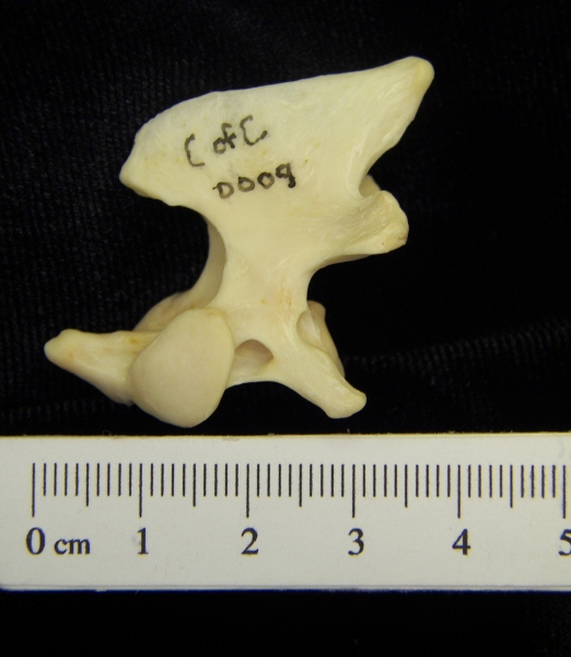 River otter (Lutra canadensis) C2, lateral view