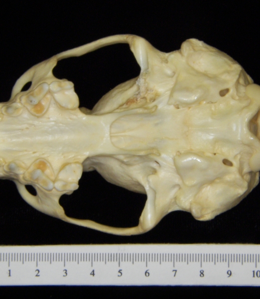 River otter (Lutra canadensis) cranium, inferior view