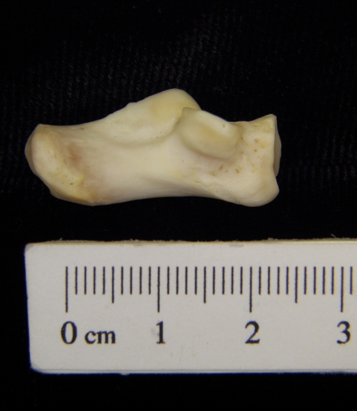 River otter (Lutra canadensis) left calcaneus, medial view