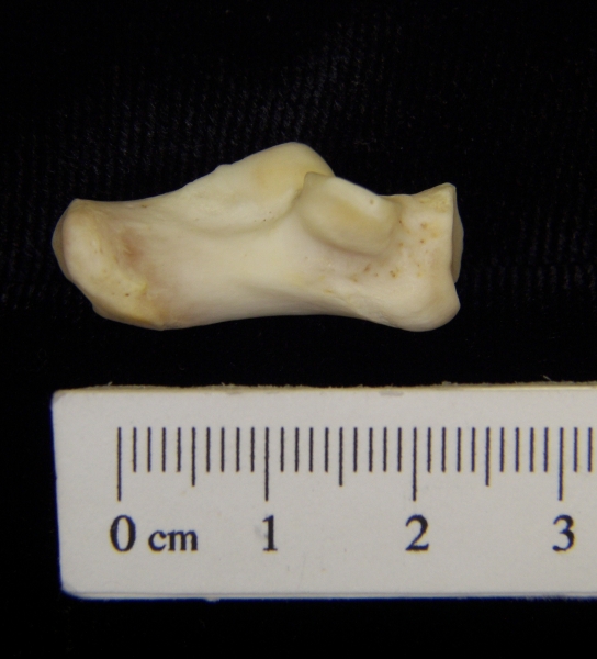 River otter (Lutra canadensis) left calcaneus, medial view