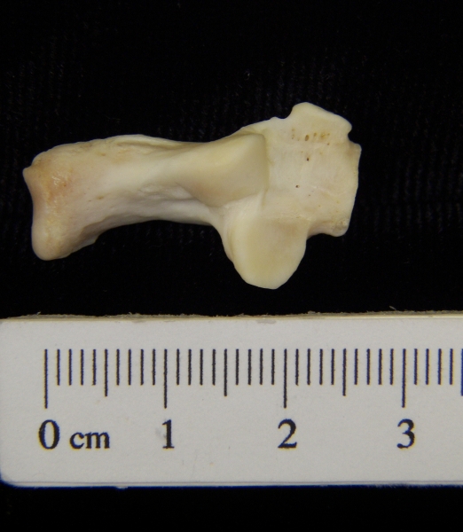 River otter (Lutra canadensis) left calcaneus, superior view