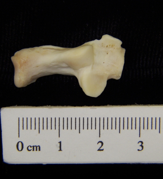 River otter (Lutra canadensis) left calcaneus, superior view