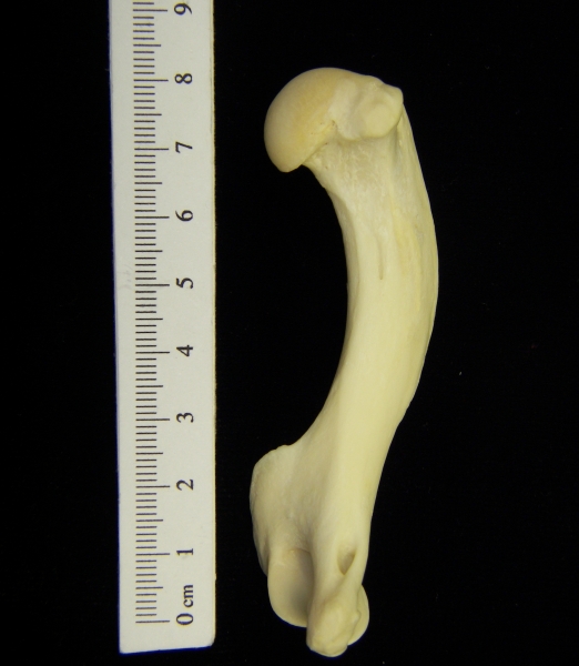 River otter (Lutra canadensis) left humerus, view 3