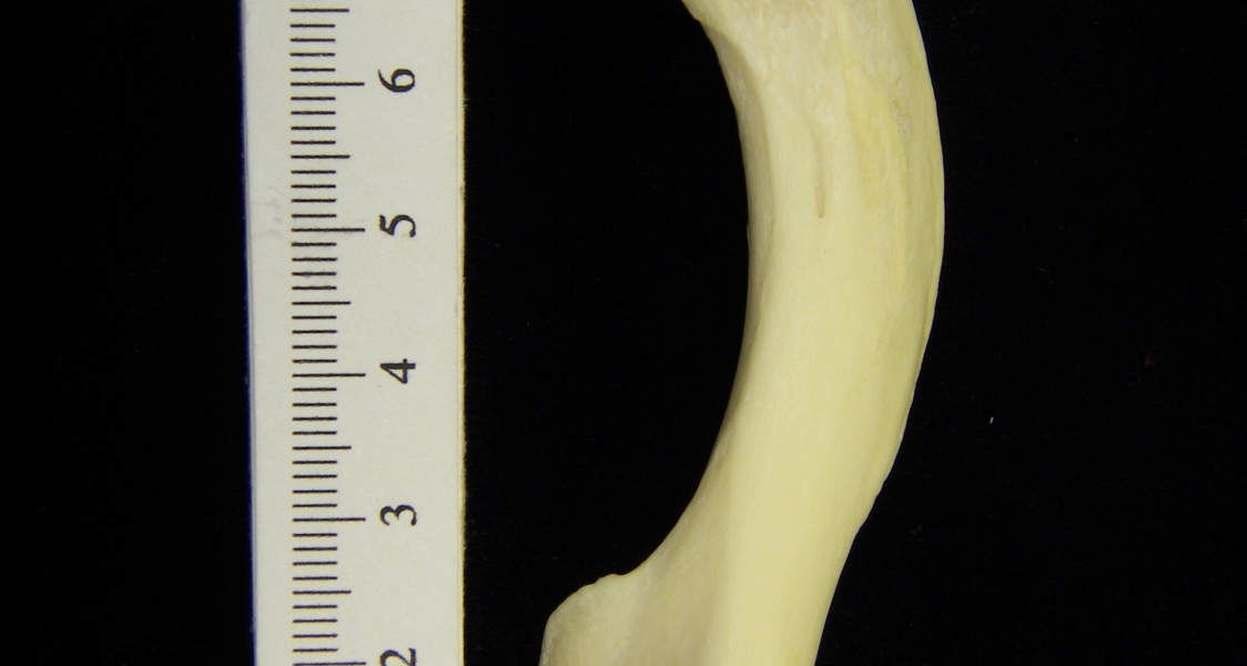 River otter (Lutra canadensis) left humerus, view 3