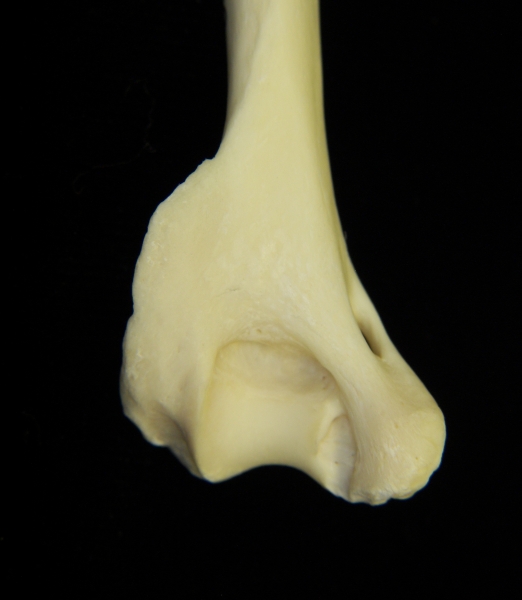 River otter (Lutra canadensis) left humerus, distal aspect