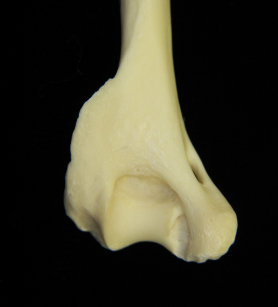 River otter (Lutra canadensis) left humerus, distal aspect