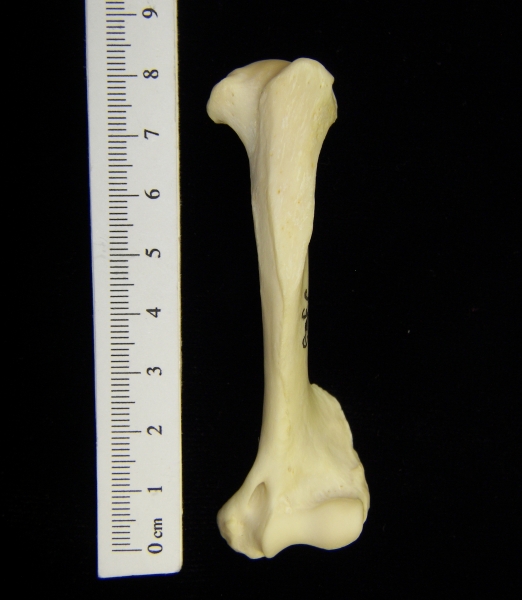 River otter (Lutra canadensis) left humerus, view 2