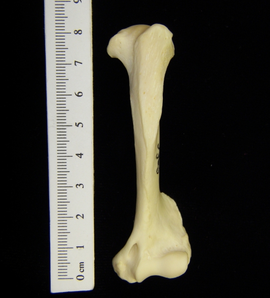 River otter (Lutra canadensis) left humerus, view 2