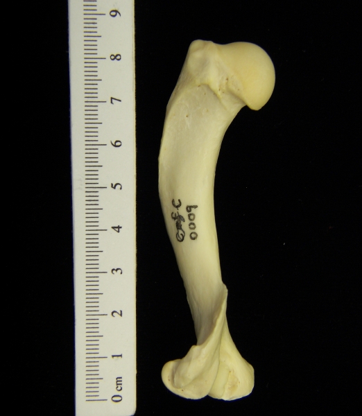 River otter (Lutra canadensis) left humerus