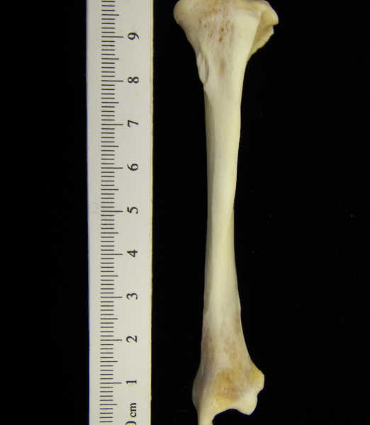 River otter (Lutra canadensis) left tibia, anterior view