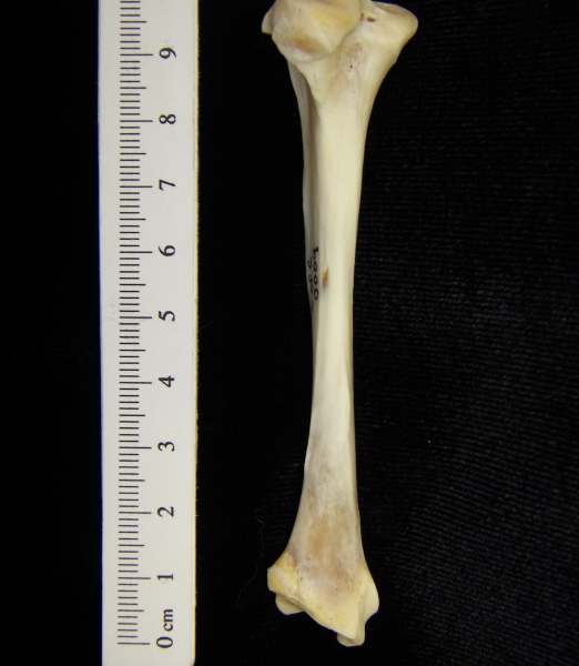 River otter (Lutra canadensis) left tibia, posterior view