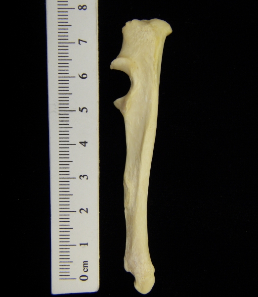 River otter (Lutra canadensis) left ulna, lateral view