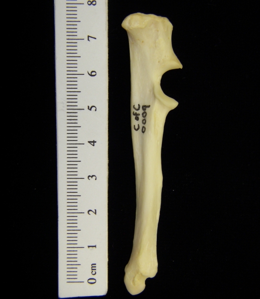 River otter (Lutra canadensis) left ulna, medial view