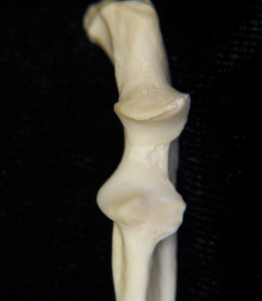 River otter (lutra canadensis) left ulna, proximal aspect