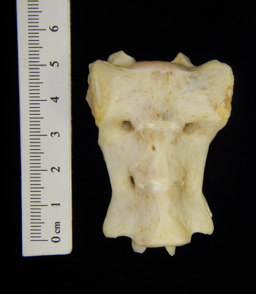 Anterior View River Otter Sacrum