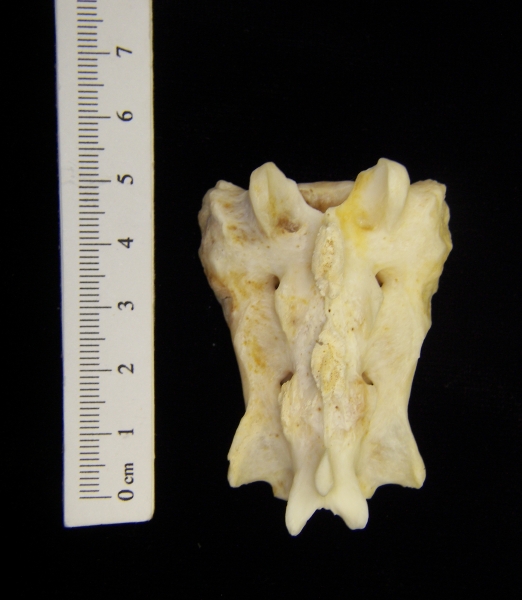 Posterior View River Otter Sacrum