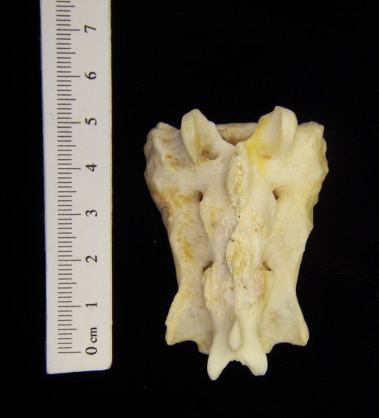 Posterior View River Otter Sacrum