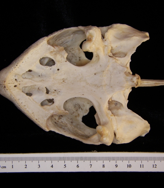 Inferior View Snapping Turtle Cranium