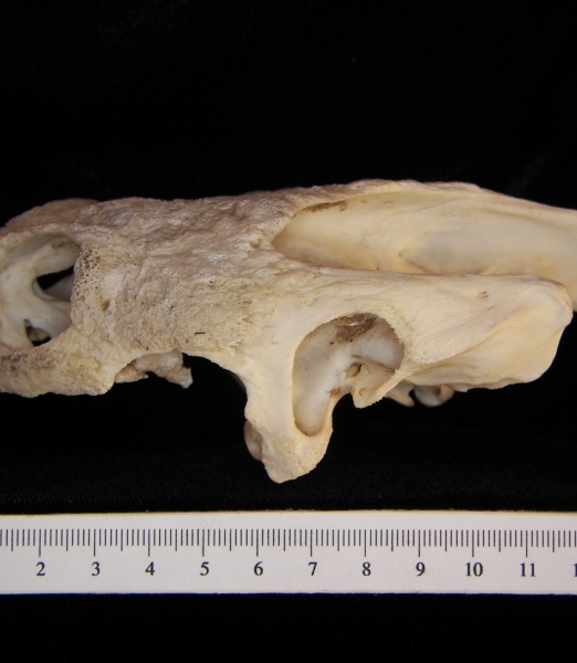 Lateral View Snapping Turtle Cranium