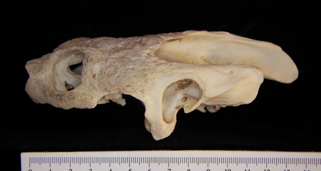 Lateral View Snapping Turtle Cranium