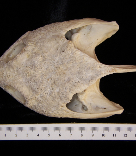 Superior View Snapping Turtle Cranium