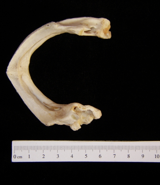 Snapping turtle (Chelydra serpentina) mandible