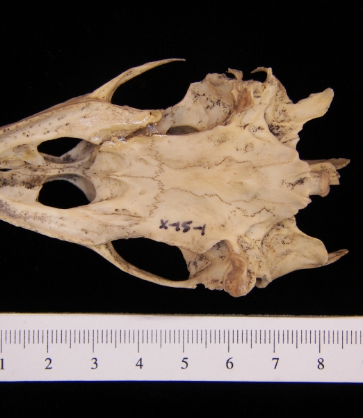 Inferior View Softshell Turtle Cranium