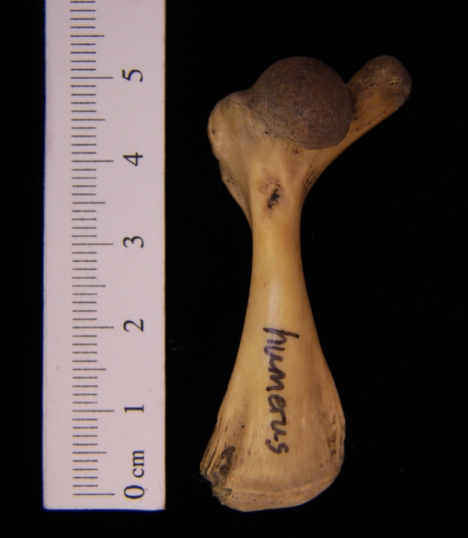 Softshell turtle (Apalone ferox) humerus, view 2