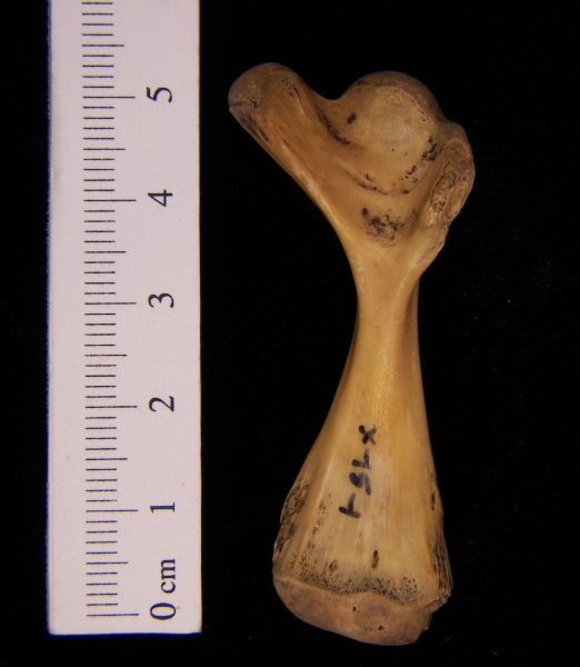 Softshell turtle (Apalone ferox) humerus