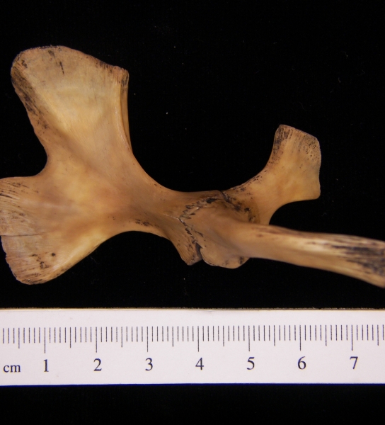 Softshell turtle (Apalone ferox) pelvic girdle, view 3