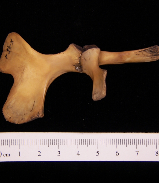 Softshell turtle (Apalone ferox) pelvic girdle, view 2