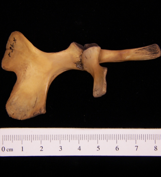 Softshell turtle (Apalone ferox) pelvic girdle, view 2